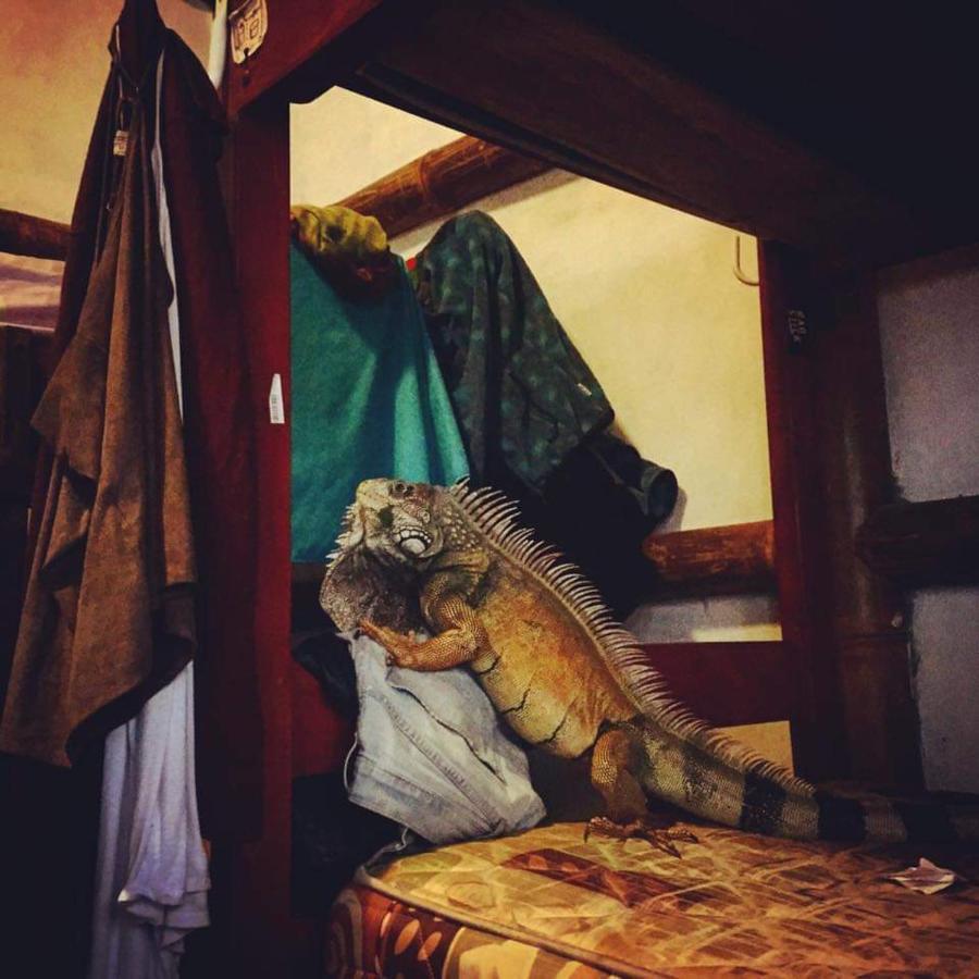 My Little House Surf&Backpacker Hostel Montañita Buitenkant foto